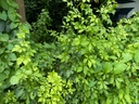 Ginseng sibérien - Eleutherococcus - jeune plant 1/2 ans