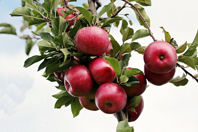 Pommier 'Rouge de Reconsat' - scion 1/2 ans
