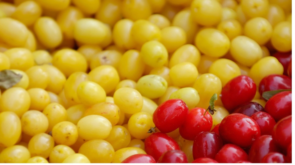 Cornouiller mâle greffé 'Alosza' - jeune plant de 2 ans