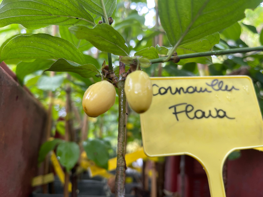 [ARBUSTES] Cornouiller mâle greffé 'Flava' - jeune plant de 2 ans