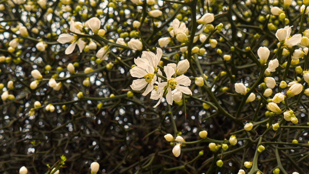 [ARBUSTES] Citron épineux 'Kryder' - jeune plant 1/2 ans - conteneur