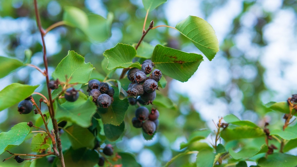 Amelanchier à feuilles d'aulne 'Sleyt' - jeune plant de 1/2 ans