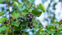 Amelanchier à feuilles d'aulne 'Sleyt' - jeune plant de 1/2 ans