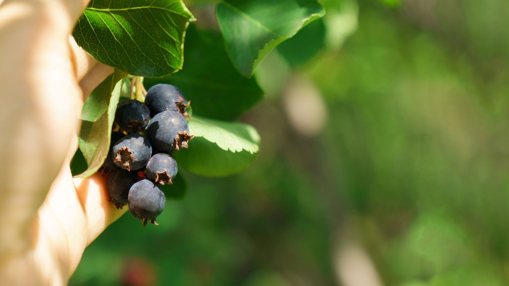 [ARBUSTES] Amelanchier à feuilles d'aulne 'Smokey' - jeune plant de 1/2 ans