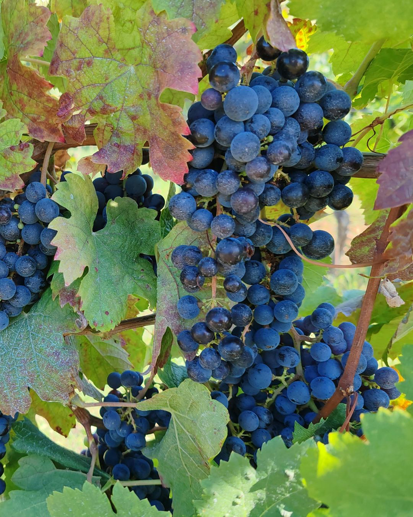 Vigne de table 'Maréchal Foch' - jeune plant 1/2 ans 