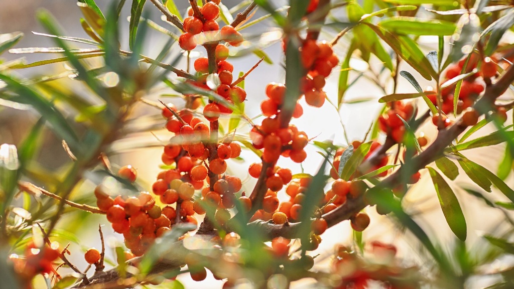 Argousier 'Eva' (femelle) - jeune plant de 1/2 ans 