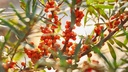 Argousier 'Eva' (femelle) - jeune plant de 1/2 ans 