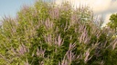 Poivrier des moines à fleurs roses - Gattilier -  jeune plant 1/2 ans