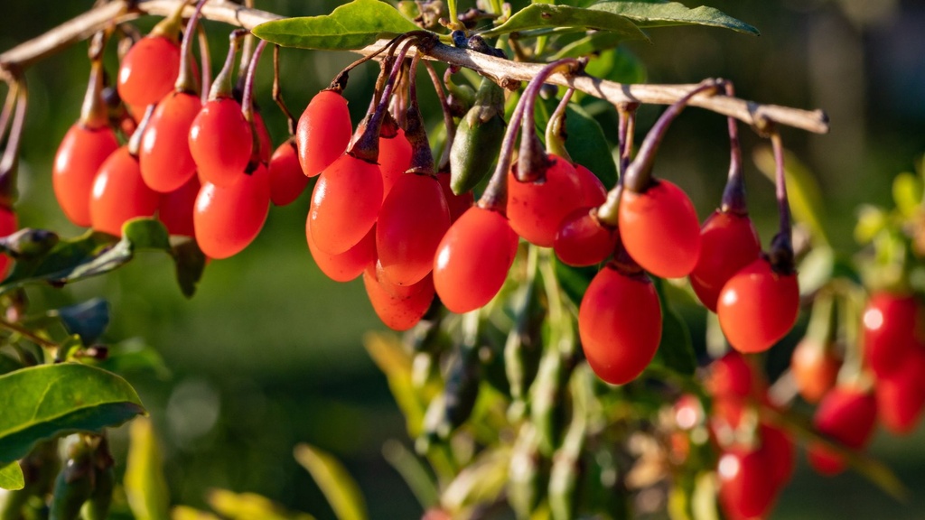 [ARBUSTES] Baie de Goji - jeune plant 1 / 2 ans