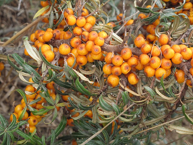Argousier non sexé - jeune plant de 1/2 ans 