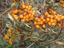 Argousier non sexé - jeune plant de 1/2 ans 