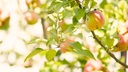 Pommier 'Calville St Sauveur' - scion