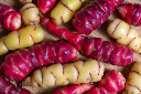 Oca du Pérou - jeune plant 1 an - godet