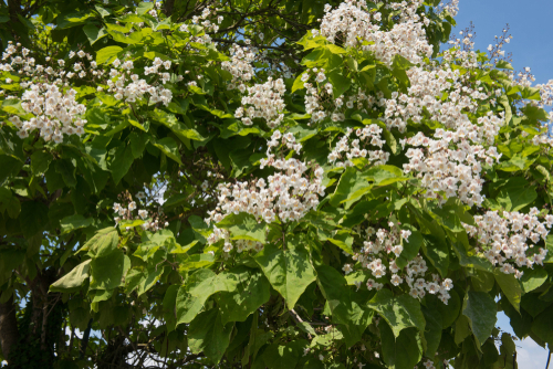 Catalpa -  jeune plant de 2 ans