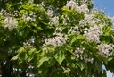 Catalpa -  jeune plant de 2 ans