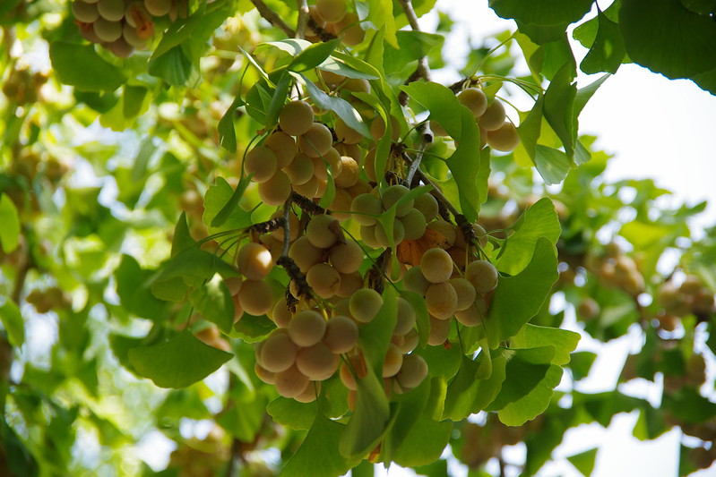 Arbre aux 40 écus - jeune plant de 2/3 ans