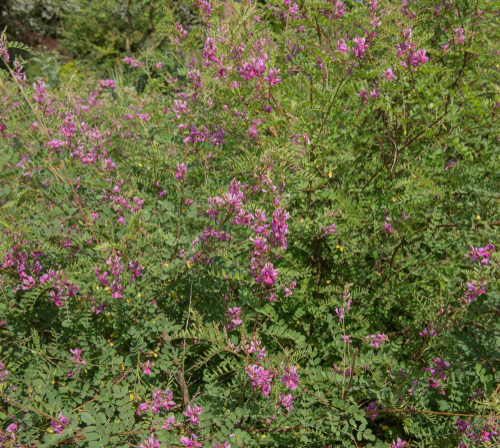 Indigotier - jeune plant 1/2 ans