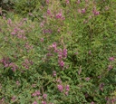 Indigotier - jeune plant 2 ans