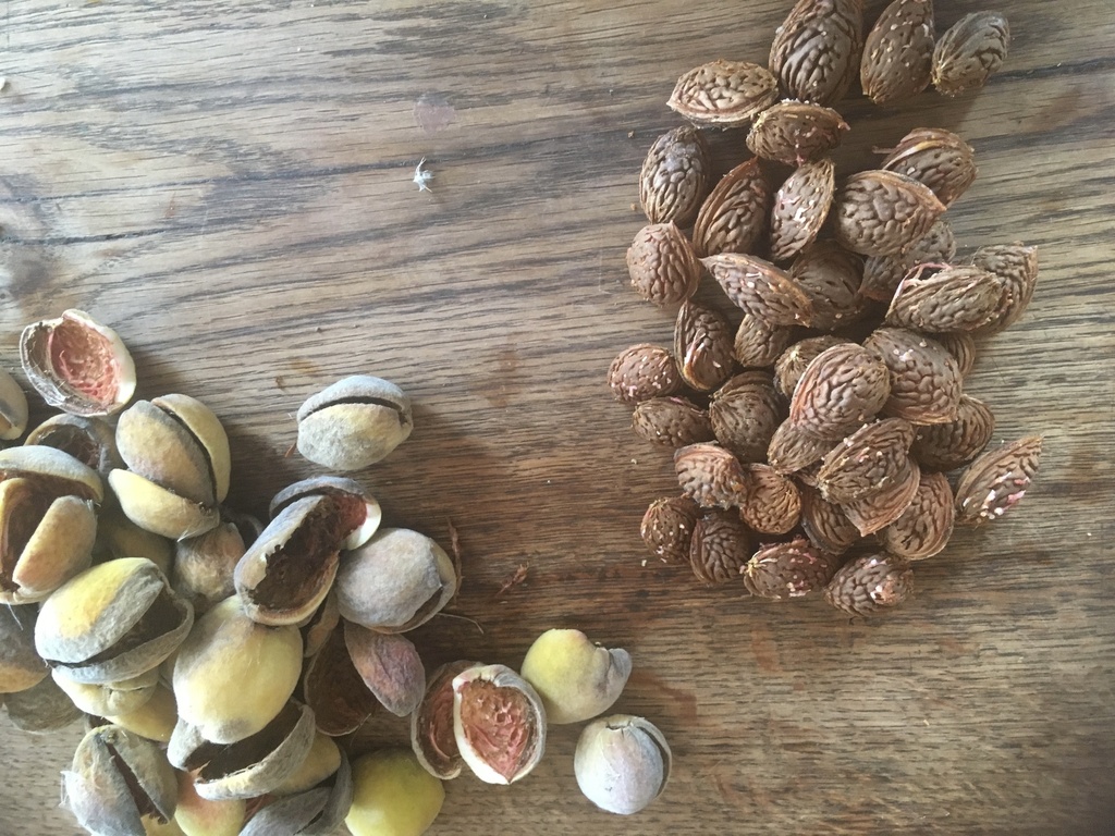 Amandier 'Robijn' - scion