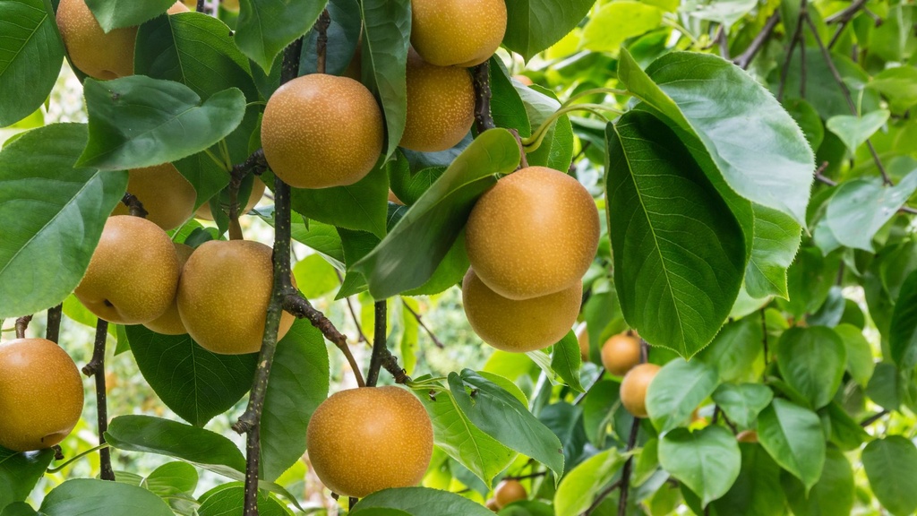 [FRUITIERS] Nashi 'Benita' - scion 1/2 ans