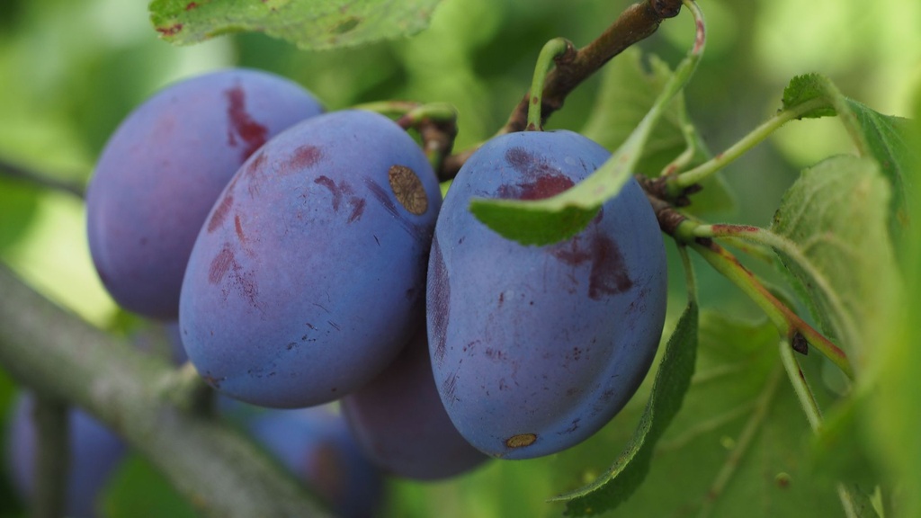 Prunier 'Mr Hatif' - scion