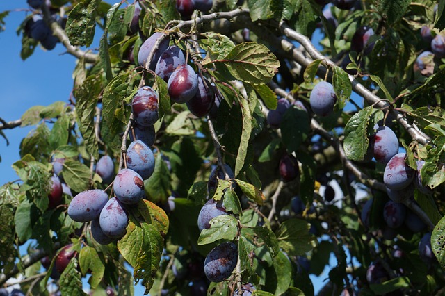 [FRUITIERS] Prunier 'Black Amber' - scion