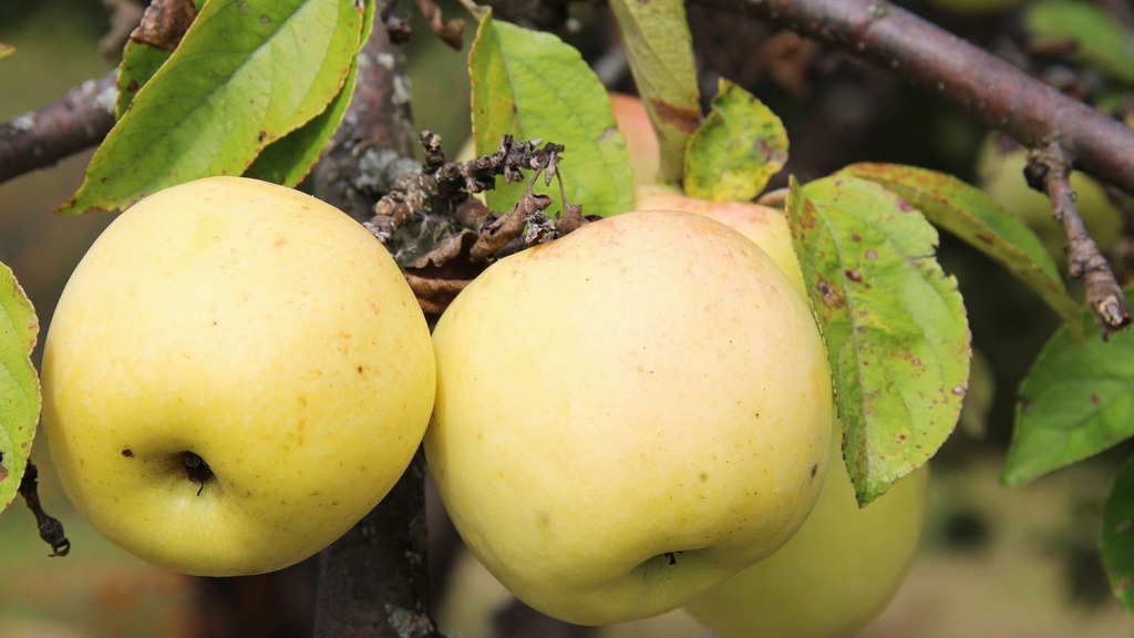 [FRUITIERS] Pommier ‘Groseille’ - scion