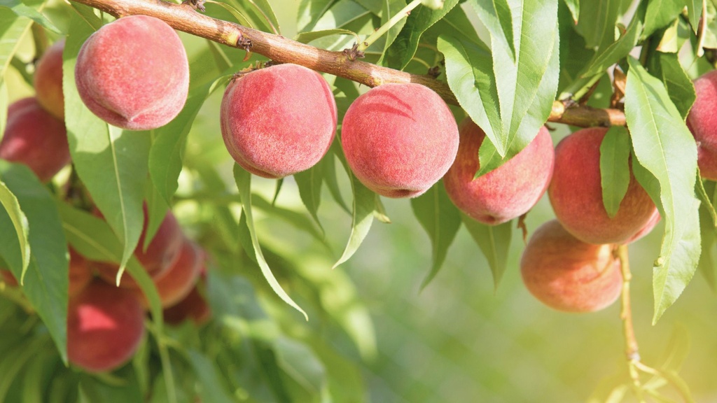 Pêcher 'Belle Angevine' - scion