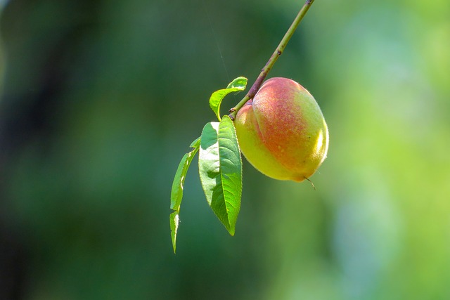 Pêcher 'Téton de Vénus' - scion 1/2 ans