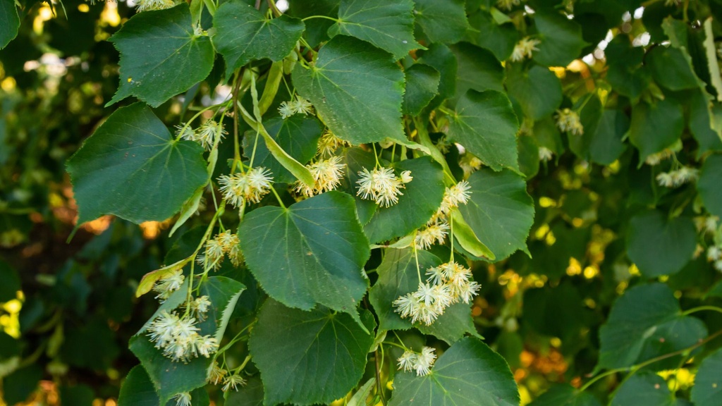 Tilleul à grandes feuilles - jeune plant de 2 / 3 ans