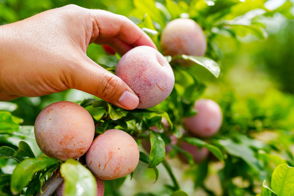 Biricoccolos 'Vesuviano' - scion