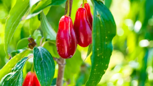 Cornouiller mâle 'Szafer' - jeune plant 2 ans