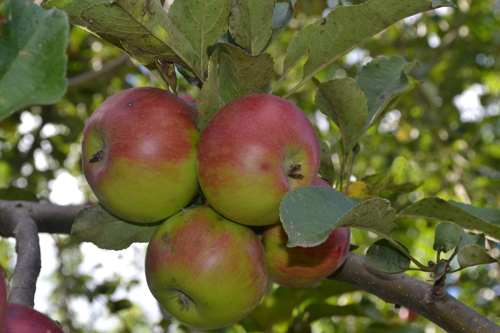 Pommier 'Jonathan' - scion