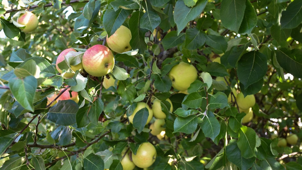 Pommier 'Winter Banana' - scion