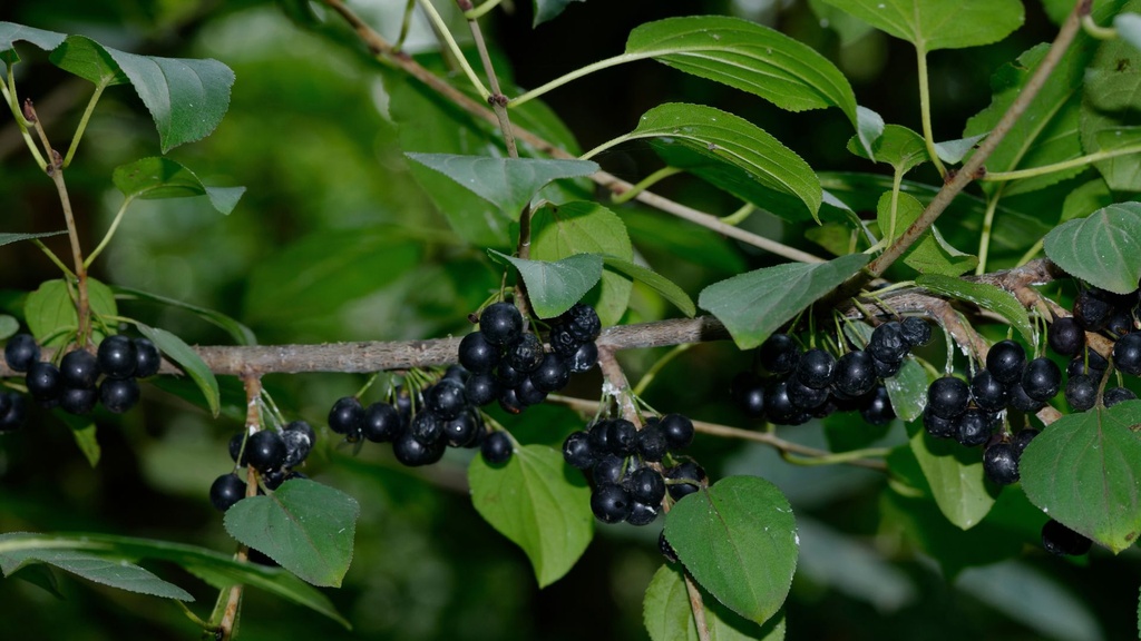 Bourdaine - jeune plant 2 ans