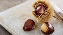 Châtaignier 'Bouche de Betizac' - scion 1/2 ans (racine nue)