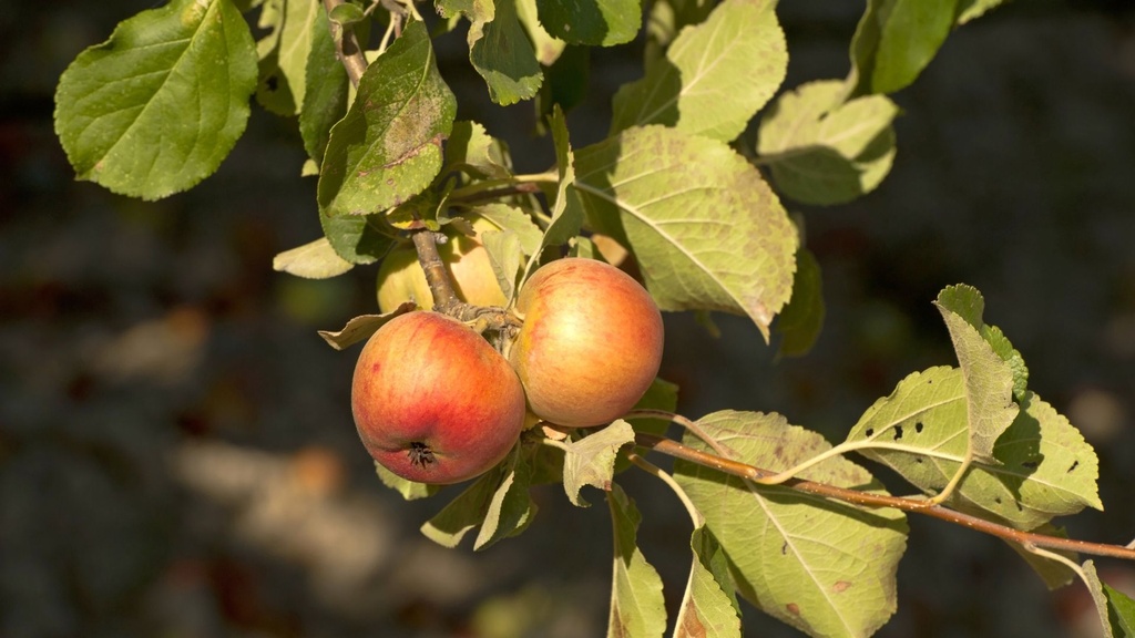 Pommier 'James Grieve' - scion