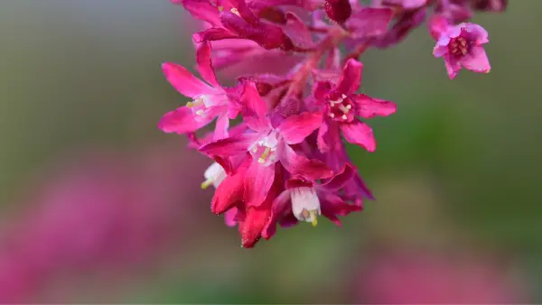 [ARBUSTE] Groseiller à fleurs 'King Edward VII' - jeune plant de 1/2 ans