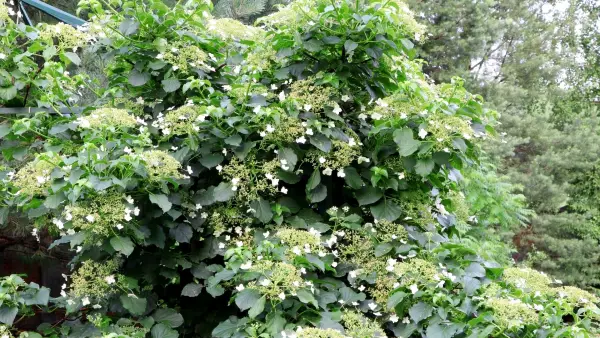 [LIANE] Hortensia grimpant - jeune plant 1/2 ans