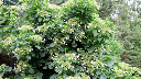 Hortensia grimpant - jeune plant 1 an