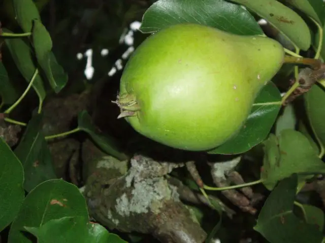 Poirier 'Cuisse Dame' - scion