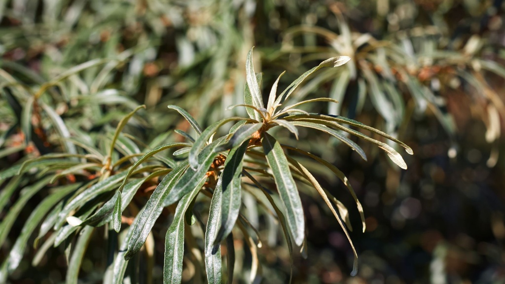 [ARBUSTES] Argousier 'Romeo' (mâle) - jeune plant 1/2 ans