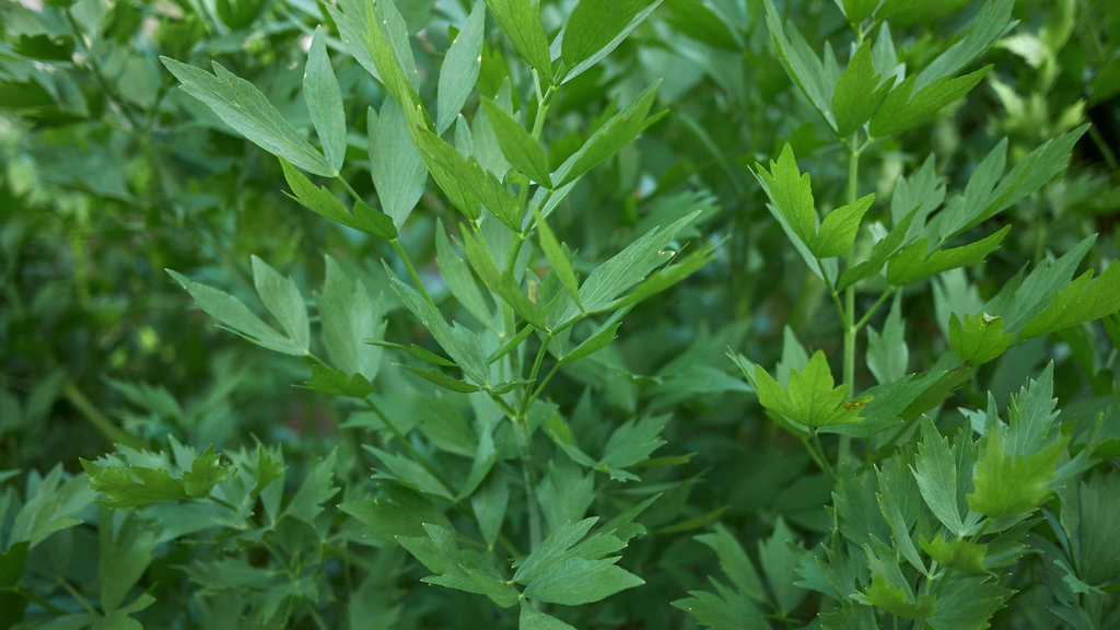 [HERBACEES] Livèche - Céleri perpétuel - jeune plant 1/2 ans