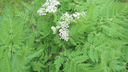 Cerfeuil musqué - jeune plant 1 an