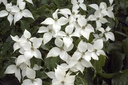 Cornouiller du Japon - jeune plant de 1/2 ans
