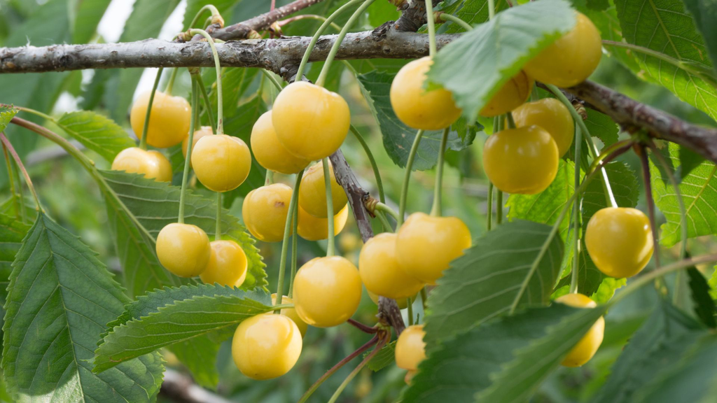 Cerisier 'Jaune de Missens' - scion