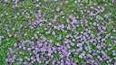 Thym précoce d'hiver - jeune plant