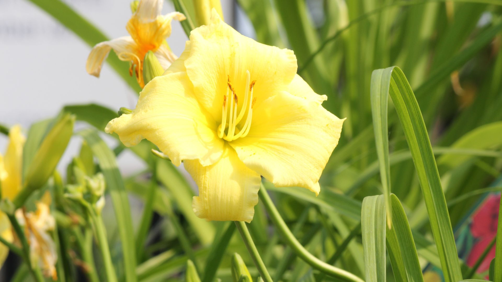 Lys d'un jour 'Stella di Oro' - jeune plant 1 an