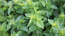 Origan de Syrie - jeune plant 1 an