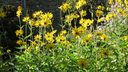 Helianthi - Tournesol éternel - Helianthus strumosus - jeune plan 1 an